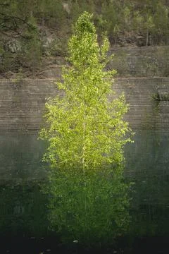 Tree in water Stock Photos