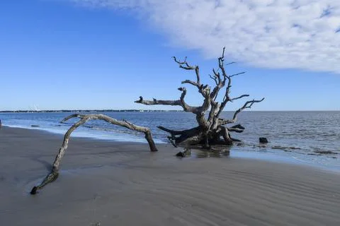 Tree in the water Stock Photos