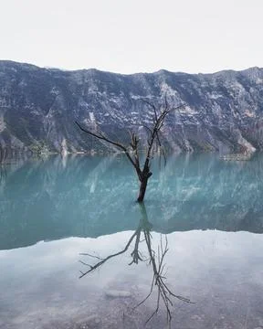 Tree in a water Stock Photos
