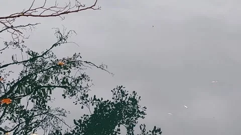 Tree Water Reflection Video stock 290048934