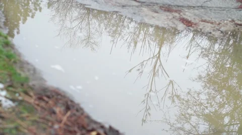 Tree in water reflection_No Motion_Graded 스톡 동영상 41511553