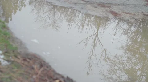 Tree in water reflection_No Motion_Ungraded 스톡 동영상 41510884