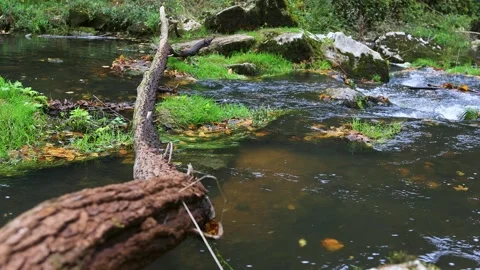Tree in water,The season of Fall Vídeos de archivo 288331953