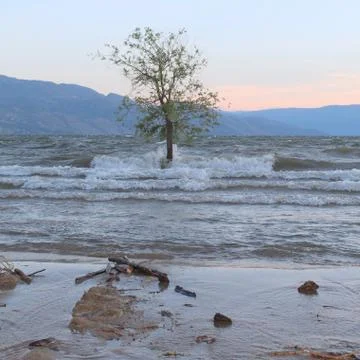 Tree in water with splashing waves on tree trunk Fotos Stock