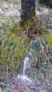 A tree with water spouting from the ground during torrentail rain on Wansfell Stock Photos