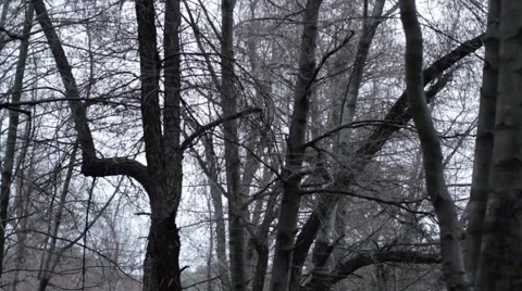 Tree to water streams_Graded 스톡 동영상 41511977