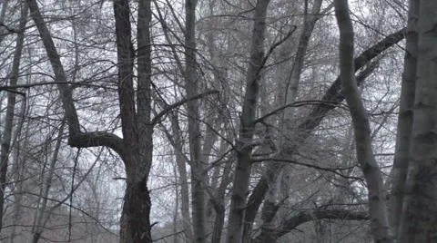 Tree to water streams_Ungraded 스톡 동영상 41511208