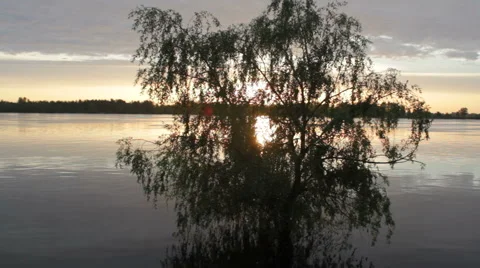 Tree in the water at sunrise Stock Footage 57280669