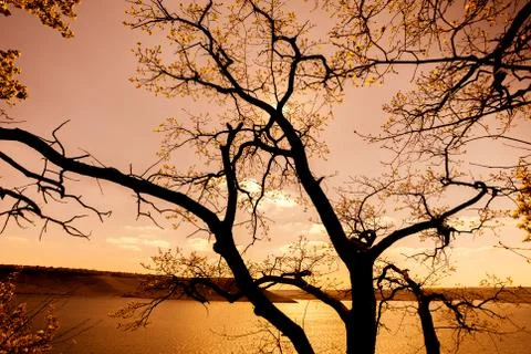 Tree with water in sunset 写真素材