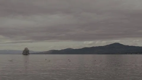 Tree in water - time-lapse Stock Footage 78138864