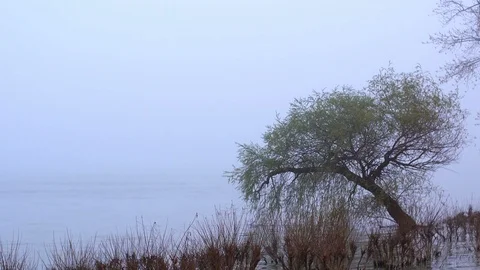 Tree In The Water While Mist At Dawn Stock-Footage 88475110