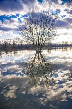 Tree by the water at winter time Stock Photos