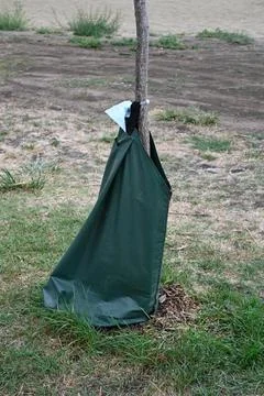 Tree watering bag installed around a young tree Photos