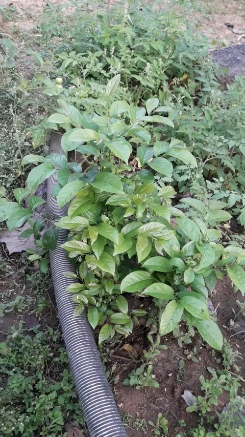A Tree Waving His Leaves While A Leaf Waves Particularly Strong Stock Footage 126361913