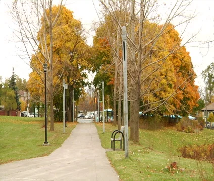 Tree way in the park Stock Footage 55300856