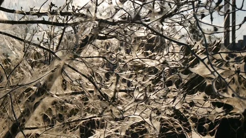 Tree in the web. Closeup Stock Footage 100374300