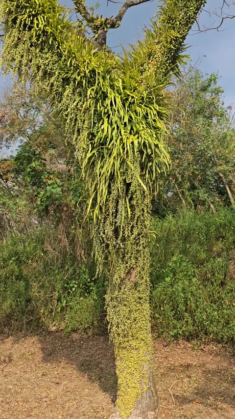 Tree weed ferns Stock Footage 248907604