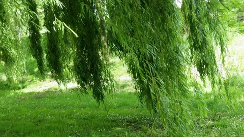 Tree weeping willow moving leaves,tranquil scene Stock Footage 154400679
