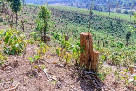 Tree were cut, deforestation damage global change. Foto stock