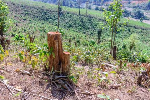 Tree were cut, deforestation damage global change. Stock Photos