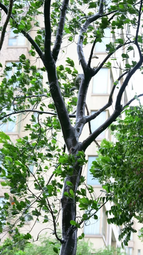 Tree with wet dark trunk and green leaves swaying in strong wind Stock-Footage 347483825