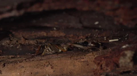 Tree Weta crawling into nook in tree trunk Stock Footage 50044405