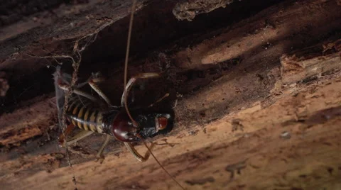Tree Weta crawls into possible burrow in the forest. Stock Footage 50053464