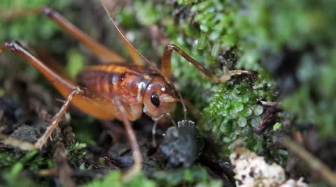 Tree Weta Stock Footage 49807338
