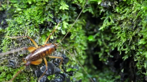 Tree Weta Stock Footage 49809977