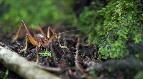 Tree Weta Stock Footage 49811426