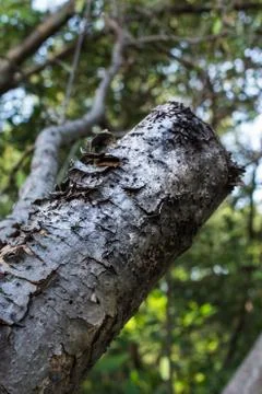 Tree in wetland Stock Photos