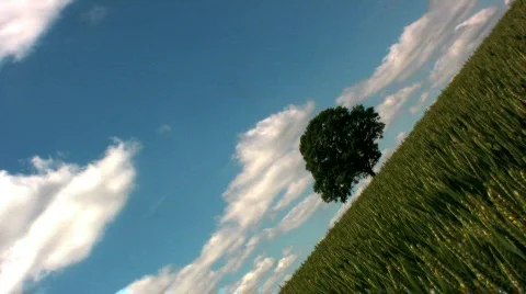 Tree in wheat field Stock Footage 140273