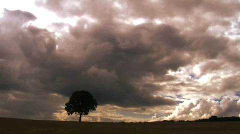 Tree in Wheat field Stock Footage 847406