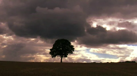 Tree in Wheat field Stock Footage 847430