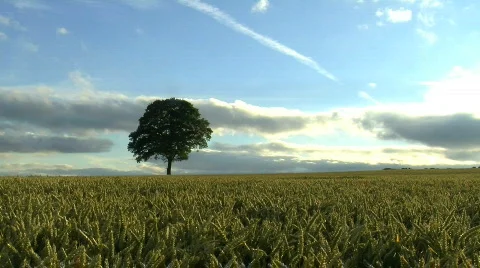 Tree in Wheat field, JVC GY-HM100E  Stock Footage 773951