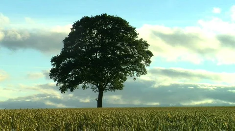 Tree in Wheat field, JVC GY-HM100E  Stock Footage 773960