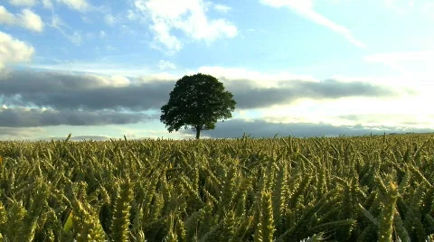 Tree in Wheat field, JVC GY-HM100E  Stock Footage 773965