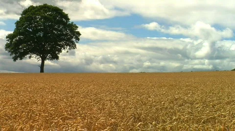 Tree in Wheat field, JVC GY-HM100E  Stock Footage 789732