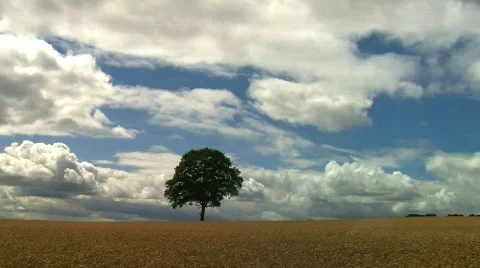 Tree in Wheat field, JVC GY-HM100E  Stock Footage 789901