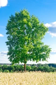 Tree in a wheat field Stock Photos