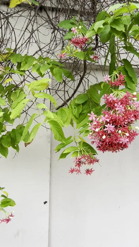 A tree from which a branch of red and pink roses hangs beautifully in the garden Stock Footage 221461428