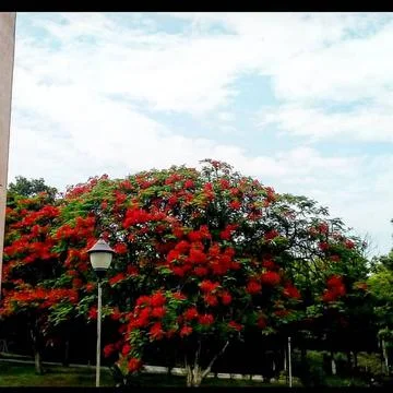 A tree which contains a bunch of red flowers Stock Photos