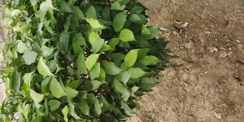 This tree which is the Evergreen tree Foto stock