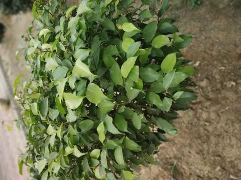 This tree which is the Evergreen tree Foto stock