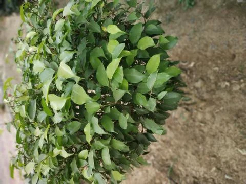 This tree which is the Evergreen tree Stockfoto's