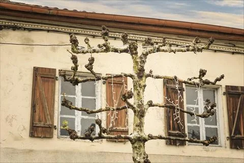 Tree which has been pruned in a espalier style Stock Photos