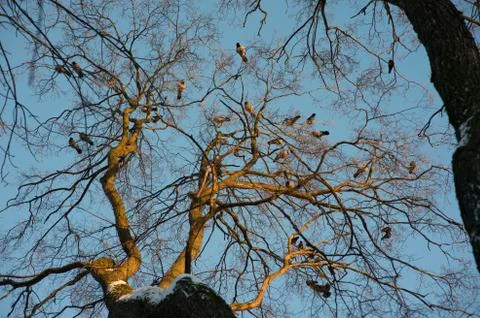 The tree on which sit the Ravens Stock Photos
