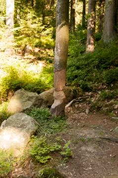A tree which was gnawed on by a beaver Stock Photos