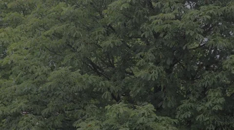 Tree while raining 库存影片 40013668