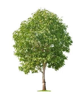 Tree on white background Green beautiful and young eucalyptus tree isolate... Stock-Fotos
